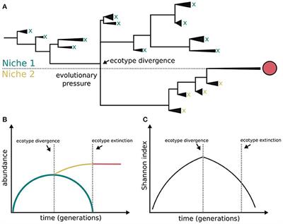 Bacterial Diversification in the Light of the Interactions with Phages: The Genetic Symbionts and Their Role in Ecological Speciation